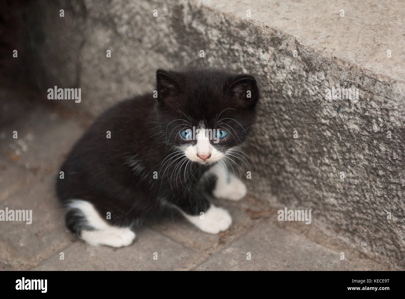 black little kitten