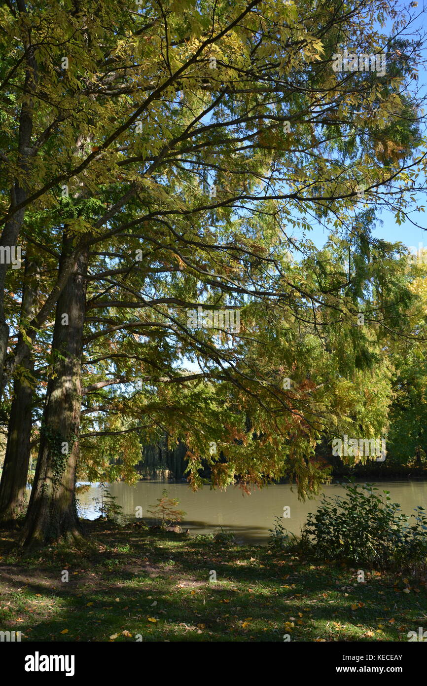 Trees in autumn in a lake Stock Photo - Alamy