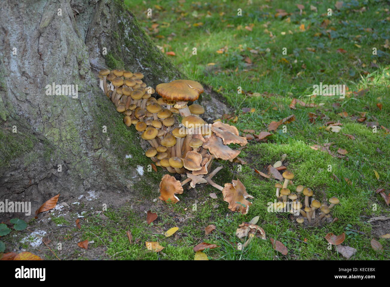 Group of mushrooms in a tree stump in the wood Stock Photo