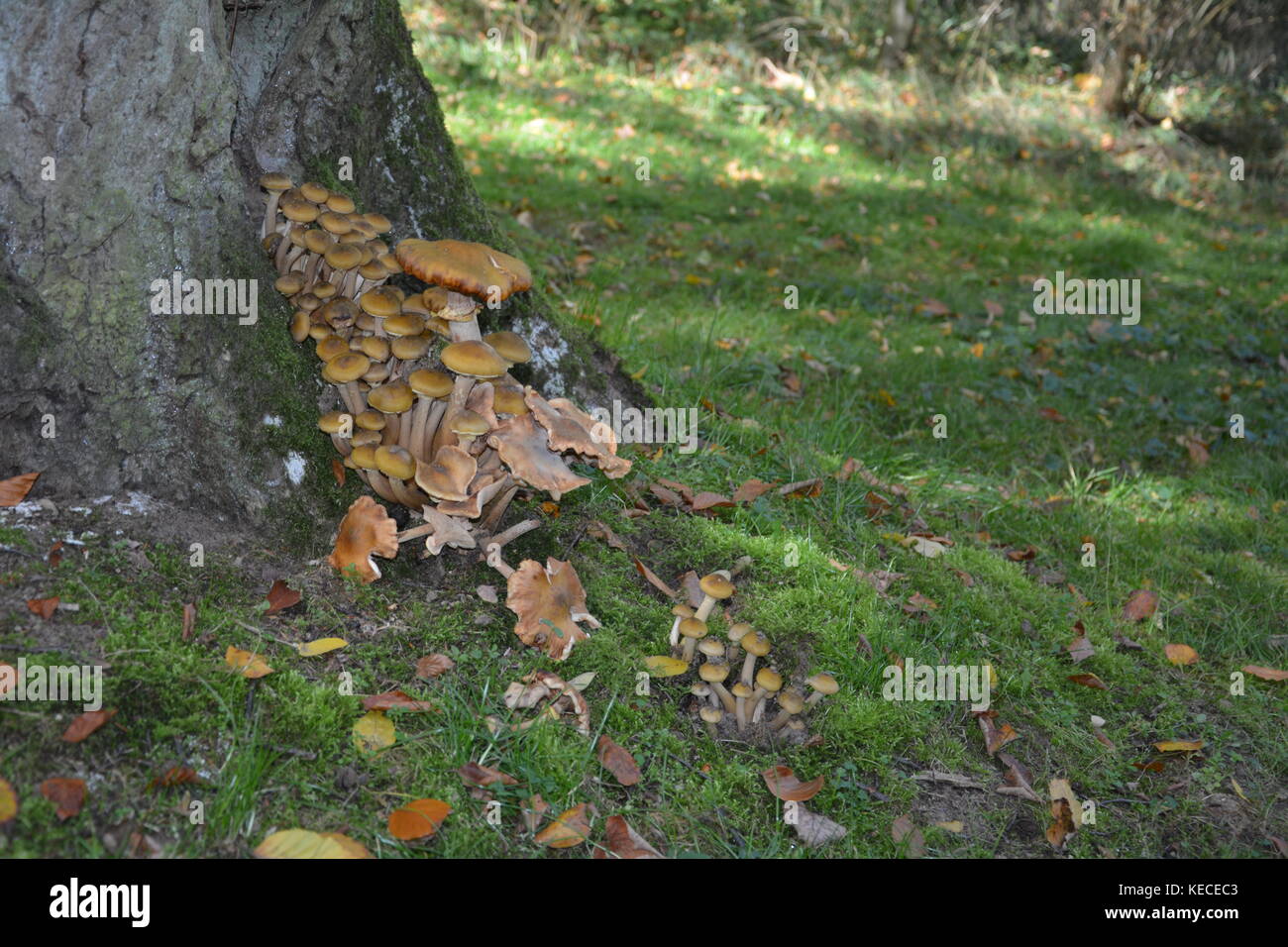 Group of mushrooms in a tree stump in the wood Stock Photo