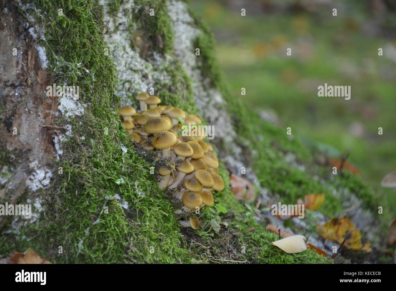 Group of mushrooms in a tree stump in the wood Stock Photo - Alamy