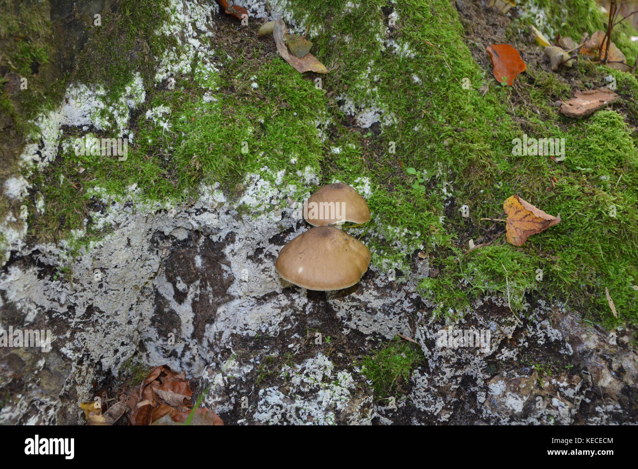 Two  mushrooms in a tree stump in the wood Stock Photo