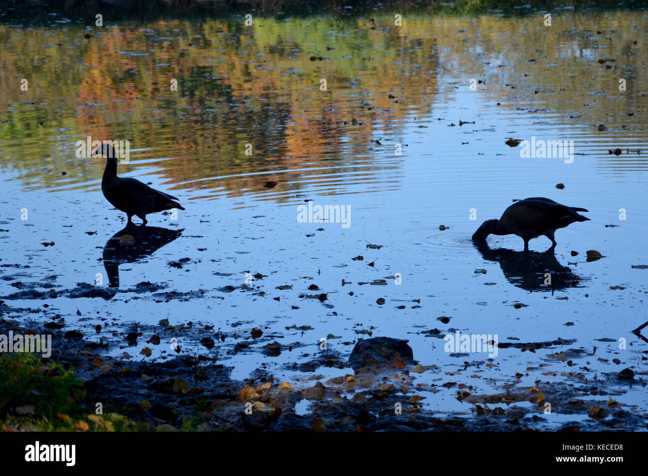Two ducks in silhouette, stand in the water with autumnal trees itself in the water shine Stock Photo