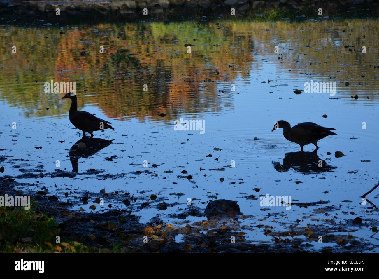 Two ducks in silhouette, stand in the water with autumnal trees itself in the water shine Stock Photo