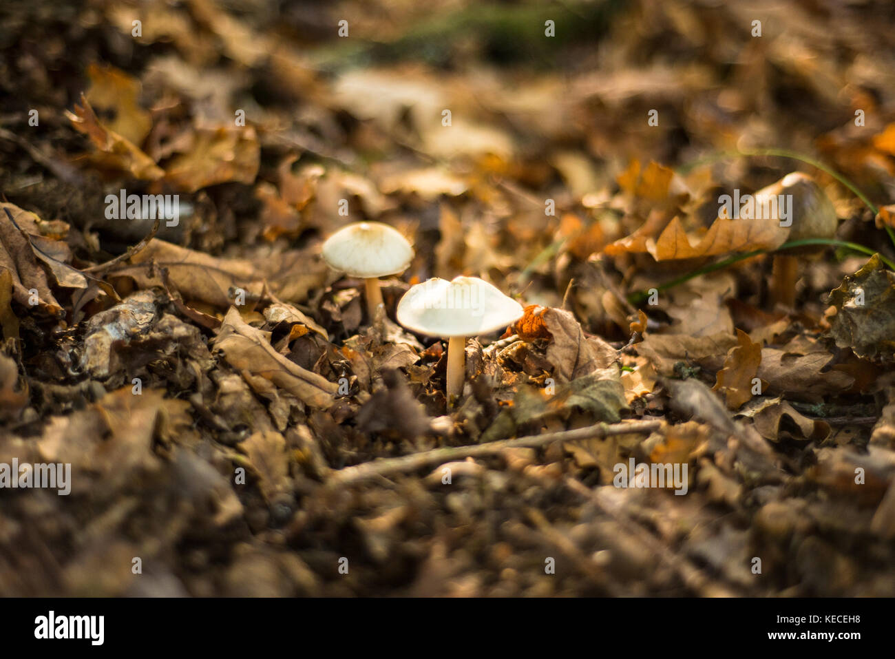 Small white mushrooms growing on the woodland floor with setting sunlight behind them, Woodland Landscape, Oxford, UK Stock Photo