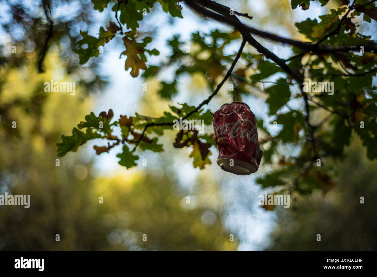 Rubbish in a Woodland Landscape, Oxford, UK Stock Photo Alamy