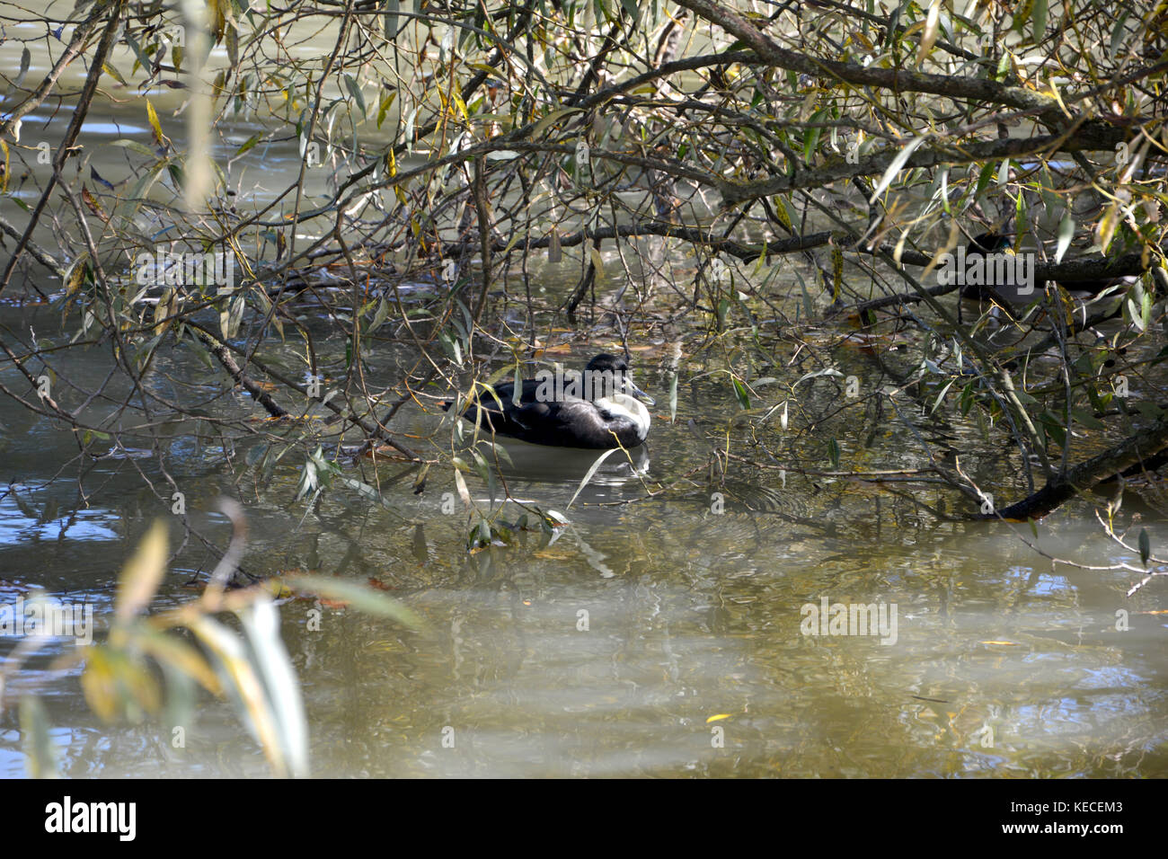 A duck swims in the lake under branches through Stock Photo