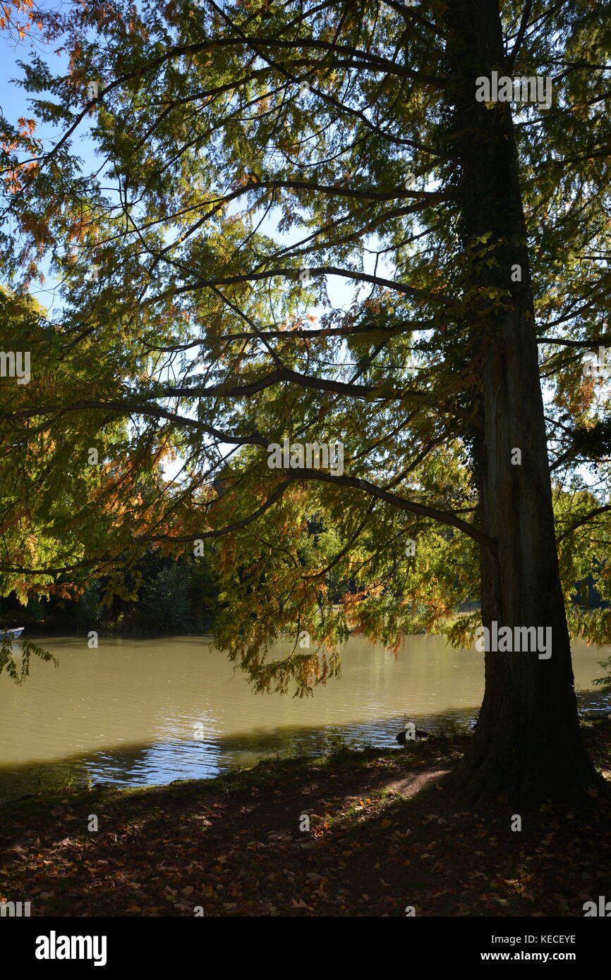 Big tree with autumn foliage before a lake Stock Photo - Alamy