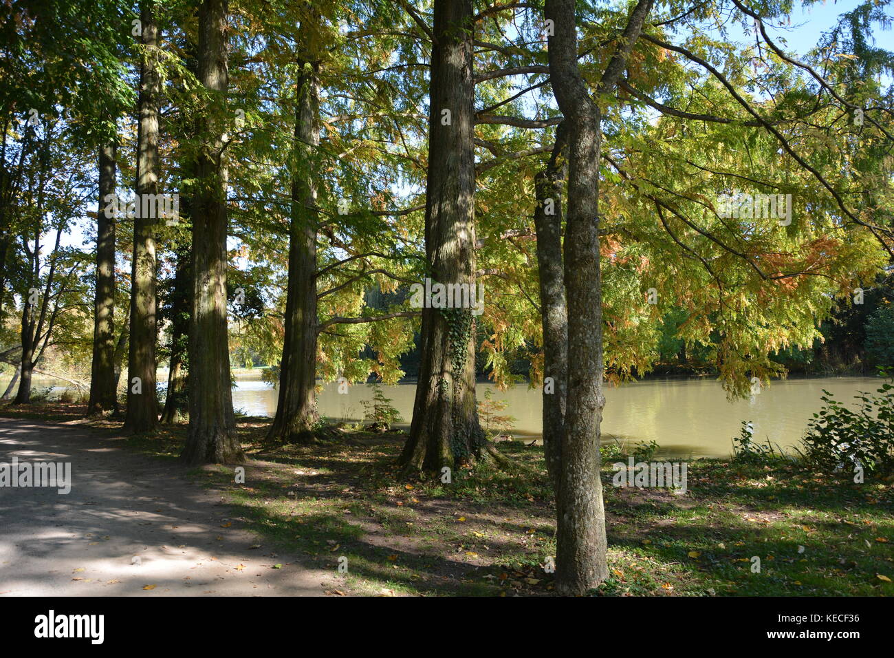 Trees in autumn in a lake Stock Photo - Alamy