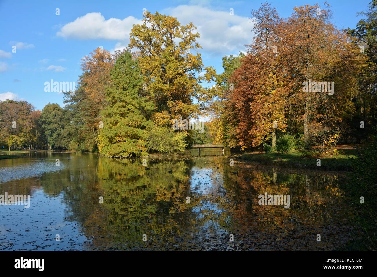 Trees in autumn in a lake Stock Photo - Alamy