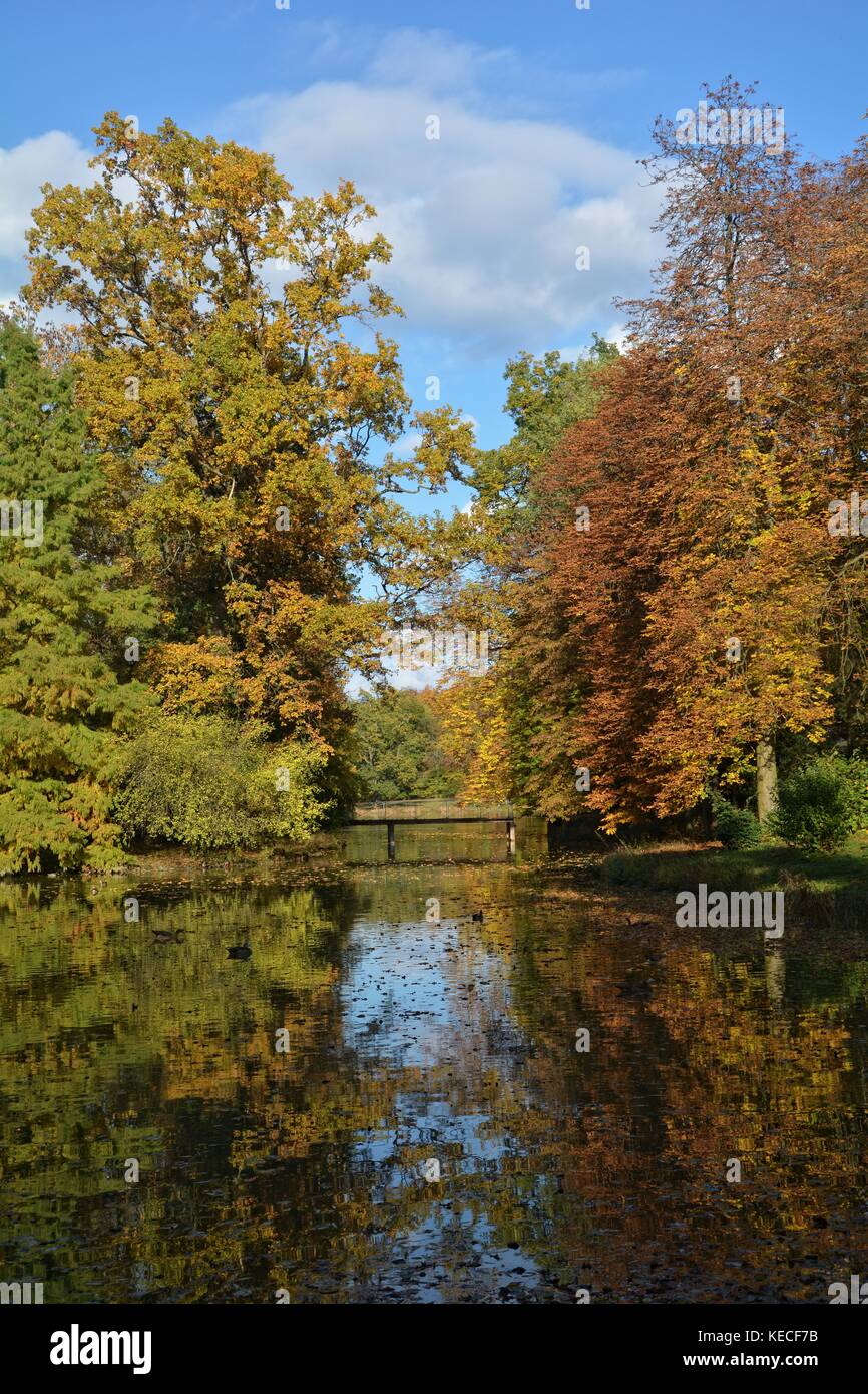 Trees in autumn in a lake Stock Photo - Alamy
