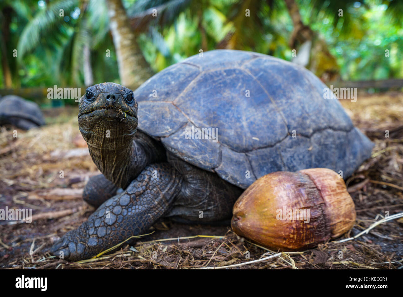Close up of a giant tortoise on the seychelles Stock Photo - Alamy