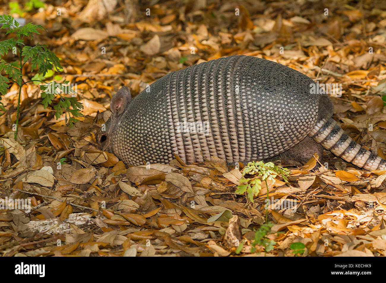 Nine-banded armadillo looking for food under leaves on the ground Stock Photo