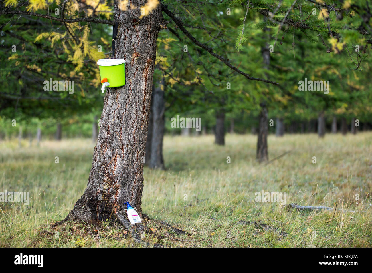 plastic handwash canister on a tree in a forest Stock Photo