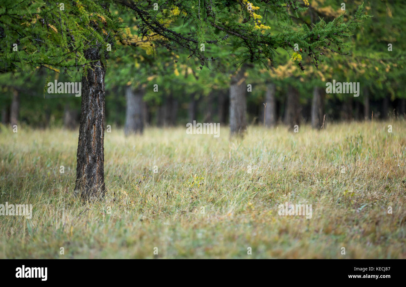 forest in northern mongolia Stock Photo