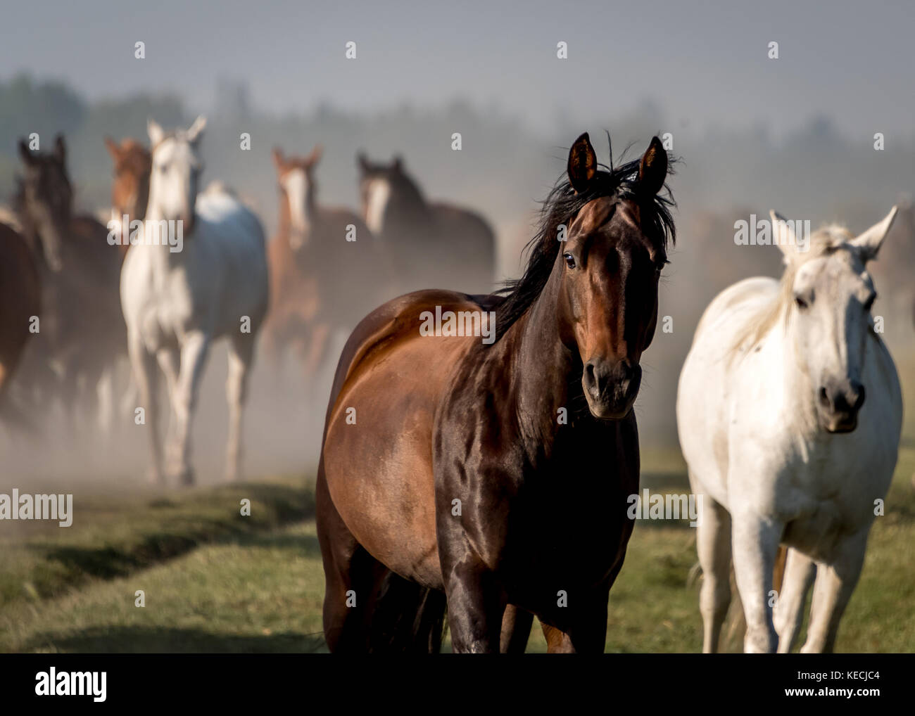 Intense gaze of horse looking at camera with the herd of horses standing behind it, all American horses in the western USA Stock Photo