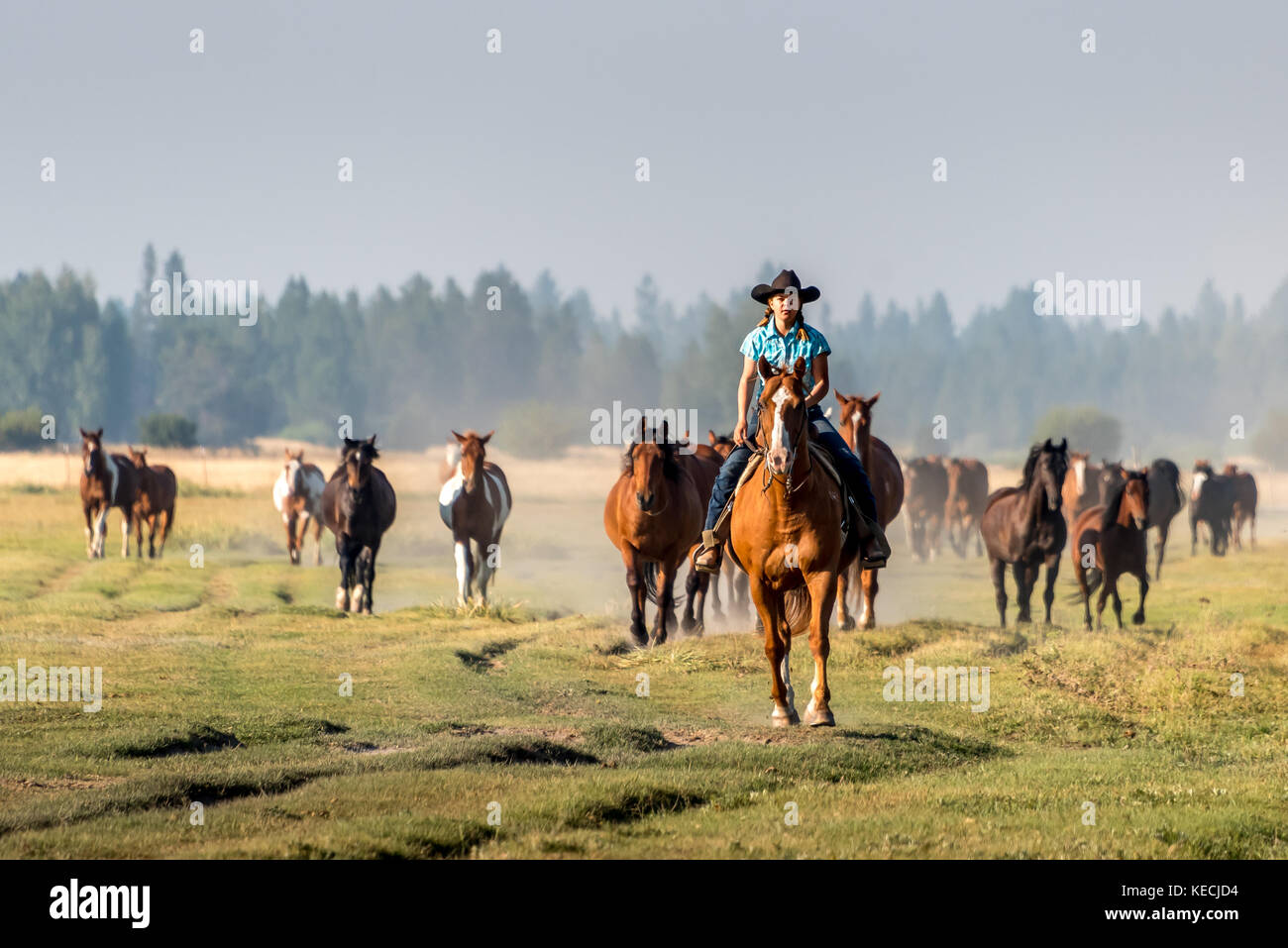 A cowgirl in a cowboy hat on horseback leads a herd of horses over a grass meadow in the morning light in western USA. Stock Photo