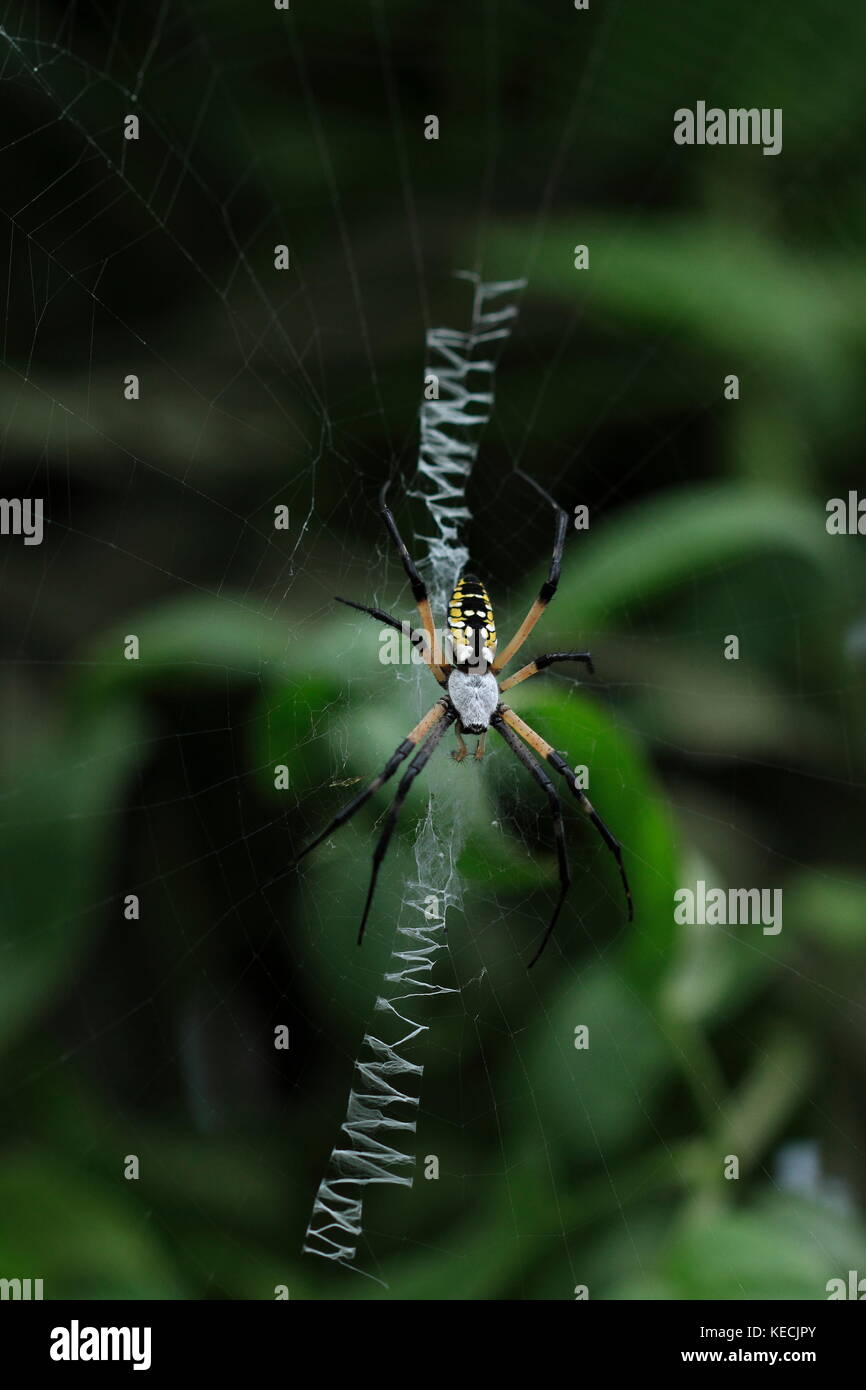 Black and Yellow Argiope Spider Stock Photo