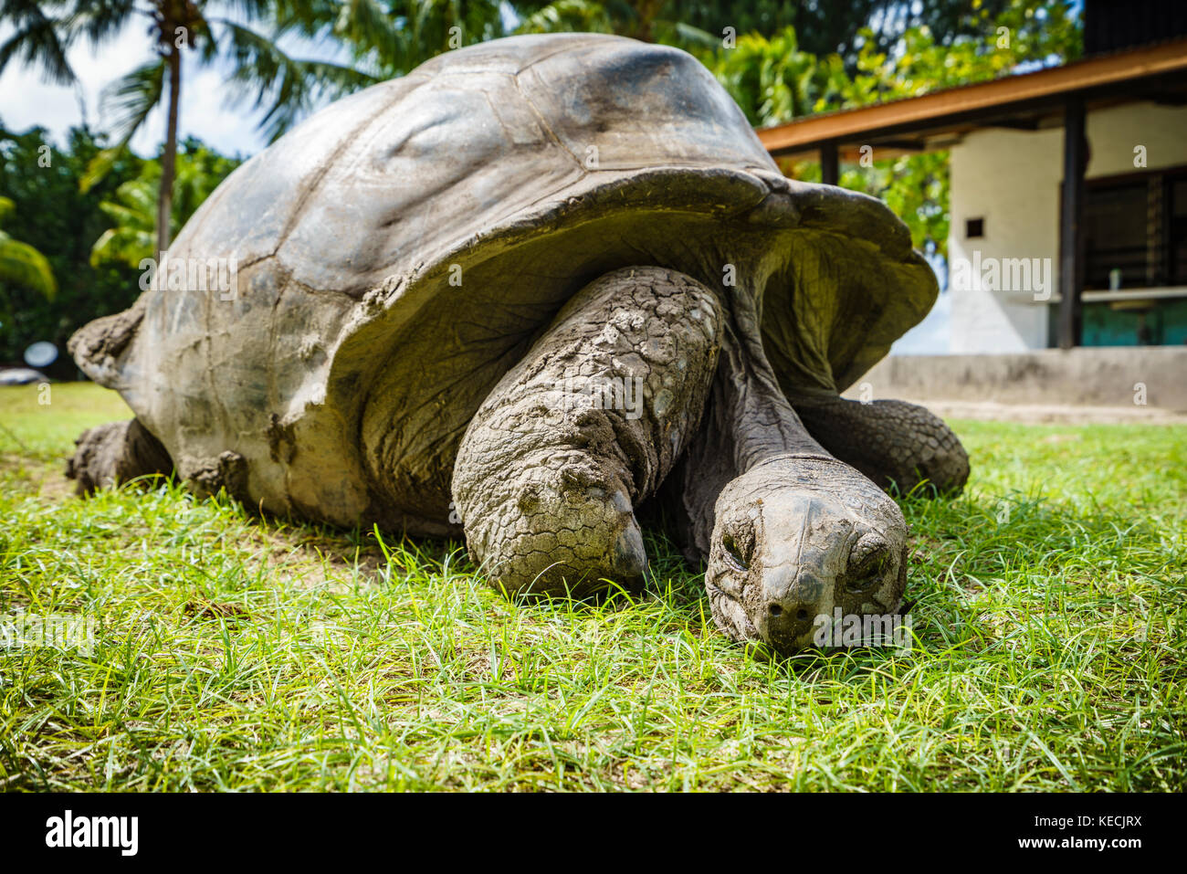 Close up of a giant tortoise on the seychelles Stock Photo - Alamy