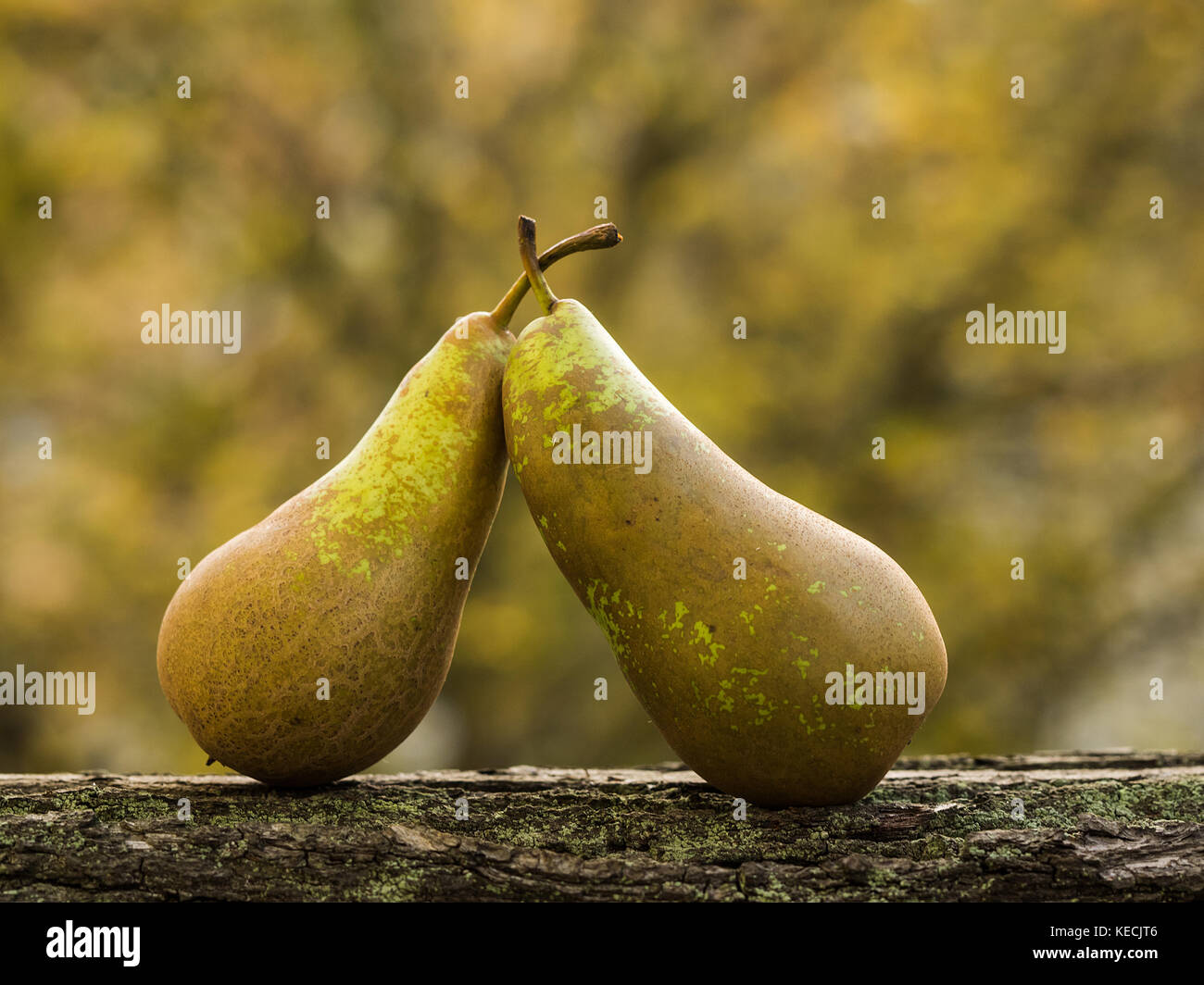 Pears harvest. Fruit background. Stock Photo