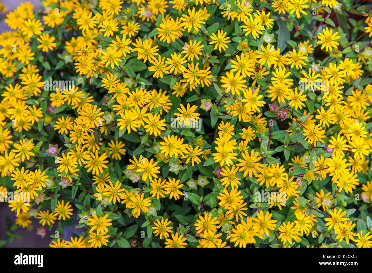 floral background of small yellow flowers in the form of chamomile