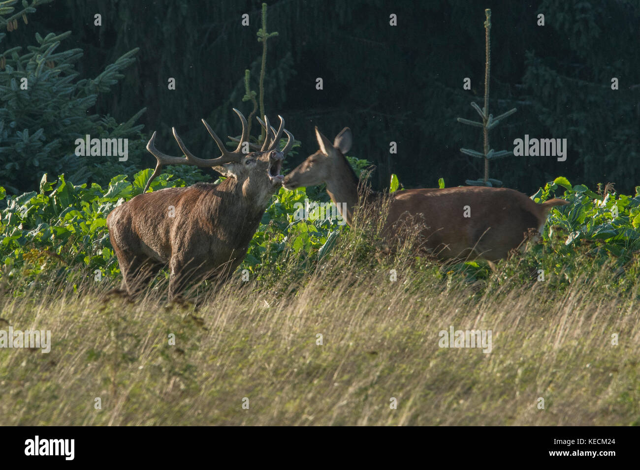 Stag Mateing Ritual Stag with heard of hinds in mating season Stock Photo - Alamy