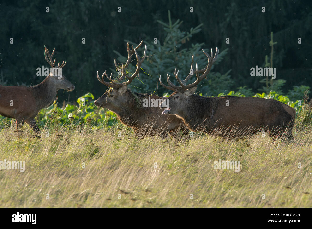 Old stags in mating season Stock Photo