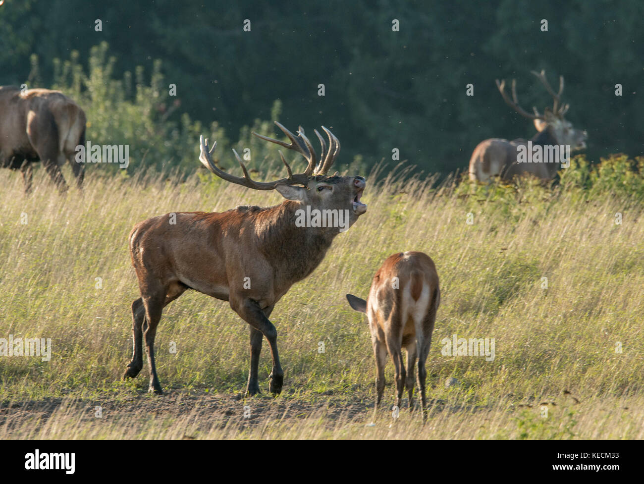 Stag Mateing Ritual Stag with heard of hinds in mating season Stock Photo - Alamy