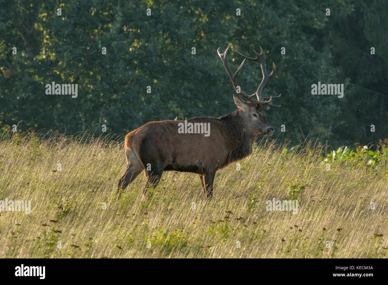 Red Deer male in mating season Stock Photo Alamy