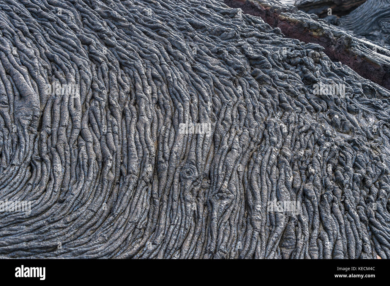 Pahoehoe or rope lava, on Rabida Island, Galapagos. It is formed of ...