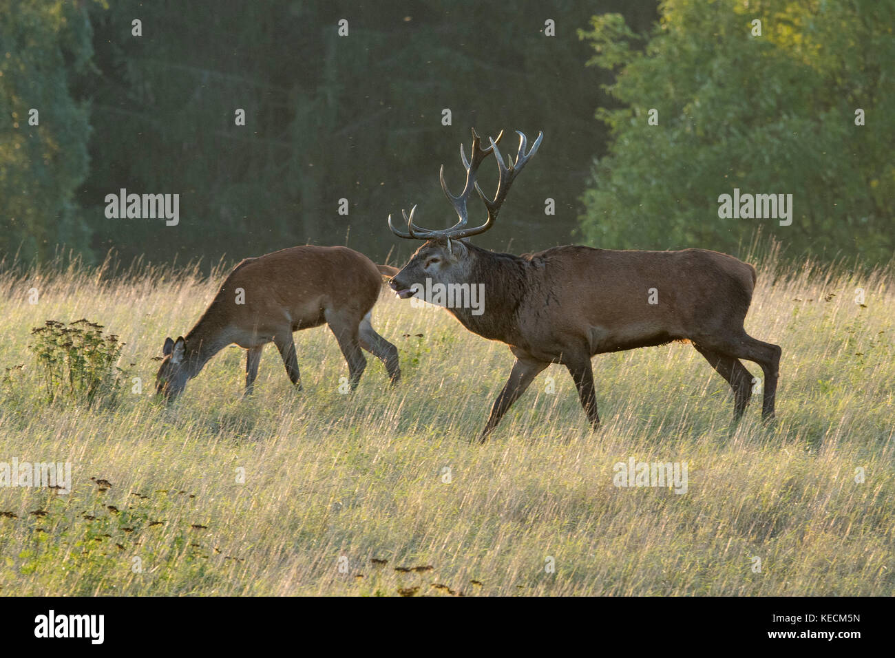 Stag Mateing Ritual Stag with hind in mating season, Scania Sweden Stock Photo - Alamy