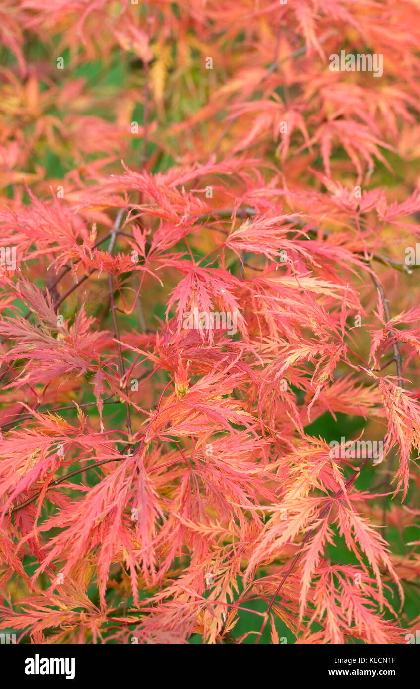 Acer palmatum dissectum 'Green globe' leaves in Autumn. Stock Photo
