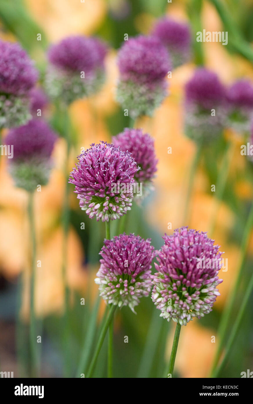 Allium sphaerocephalon flowers. Stock Photo