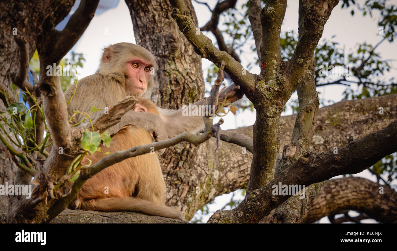Monkey protecting young in tree, Kathmandu Stock Photo