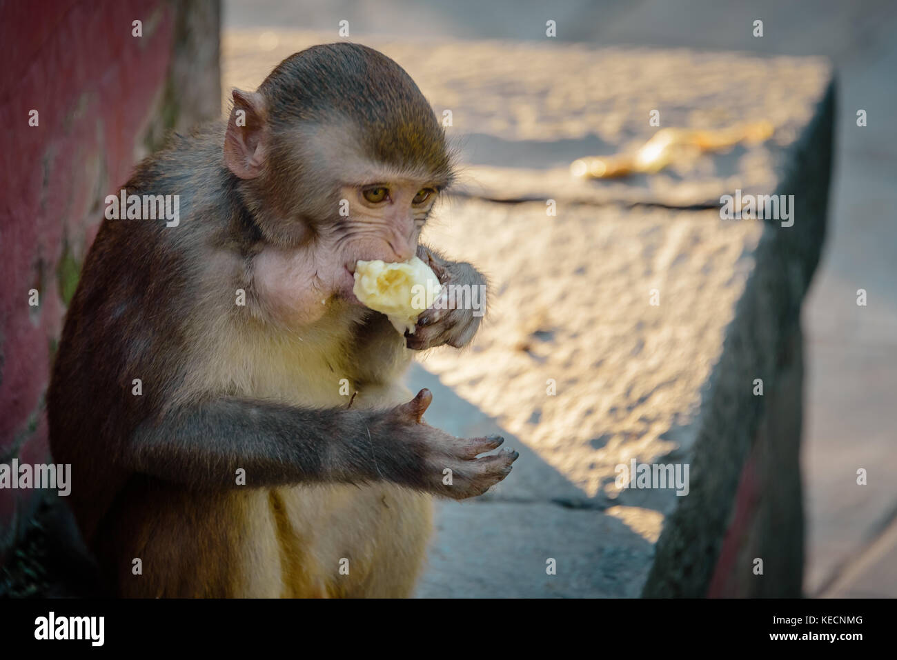 Monkey eating banana in temple, Kathmandu Stock Photo