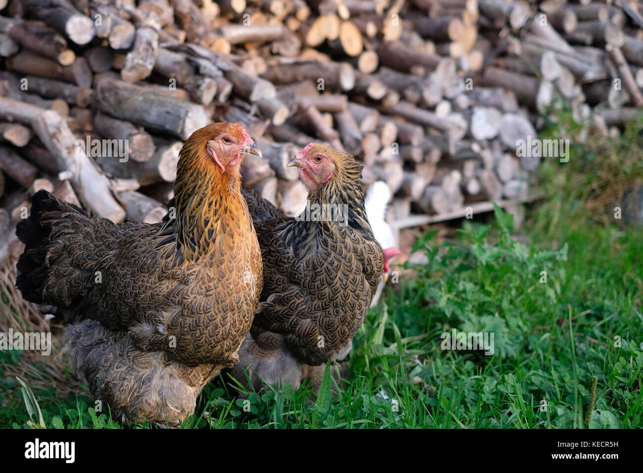 Pair of large Brahma chickens roaming in farmyard Stock Photo Alamy