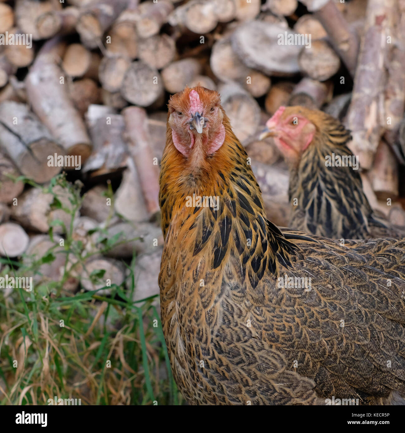 Pair of large Brahma chickens roaming in farmyard Stock Photo Alamy