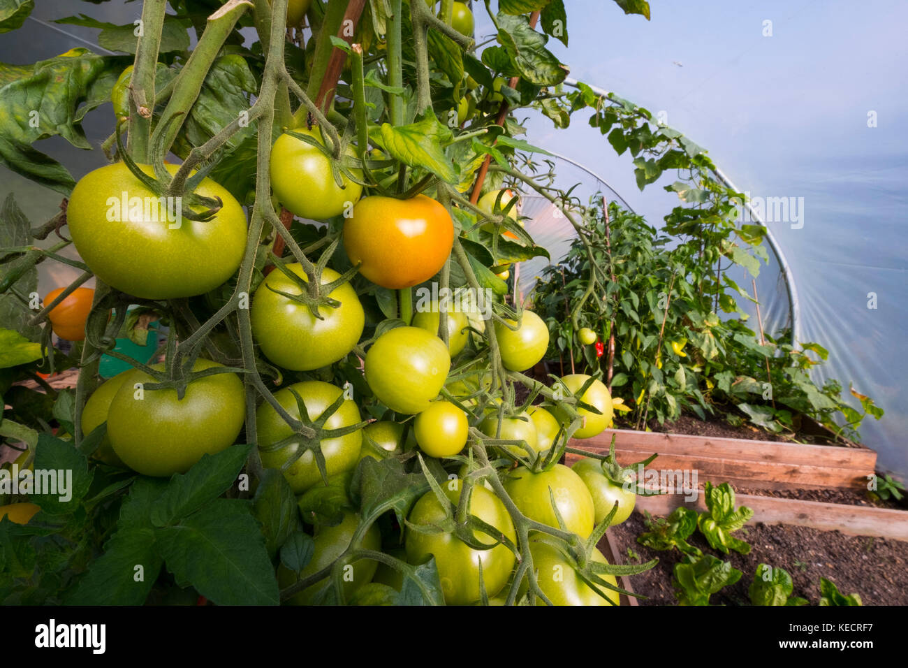 Organic Tomatoes growing in a polytunnel in Shropshire, England, UK