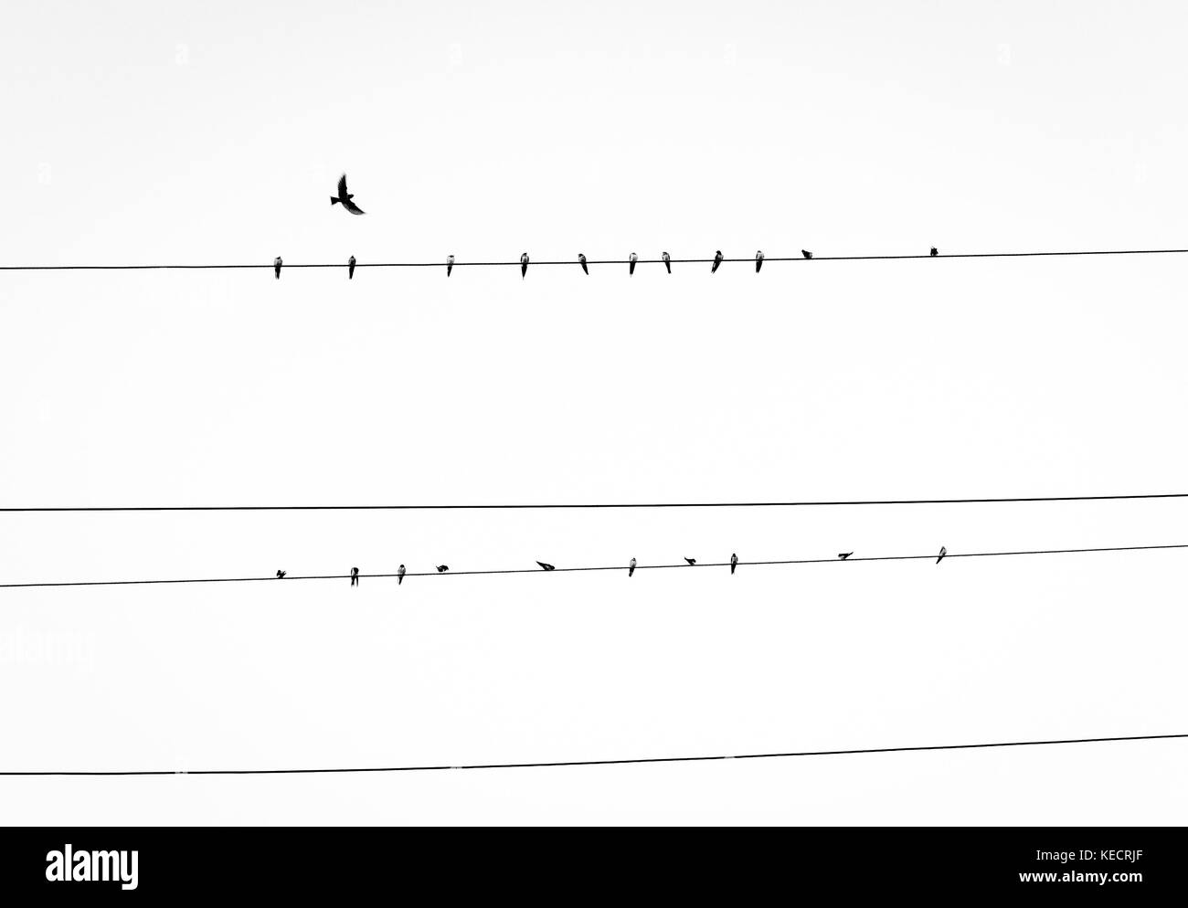 Birds on an overhead power line.. Stock Photo