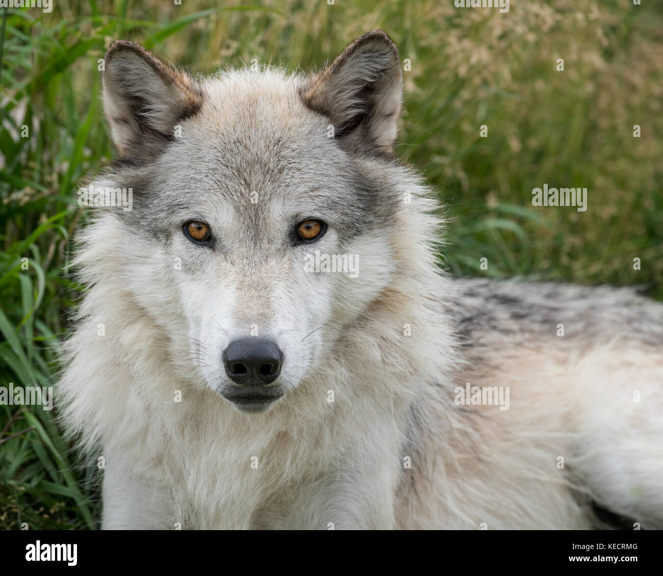 Wild gray wolf portrait outside Yellowstone National Park Stock Photo