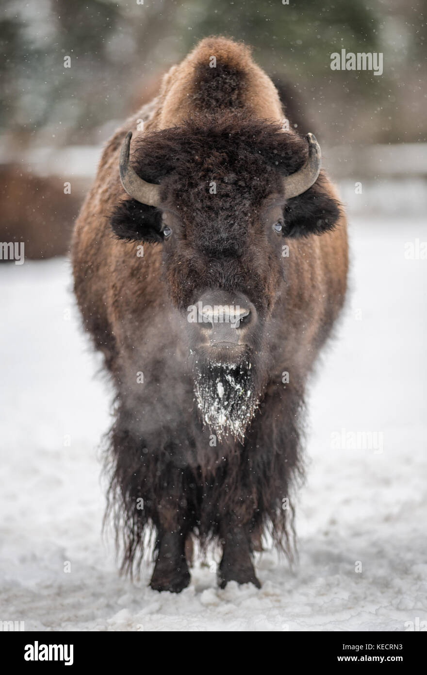American bison (Bison bison) standing in the snow Stock Photo - Alamy