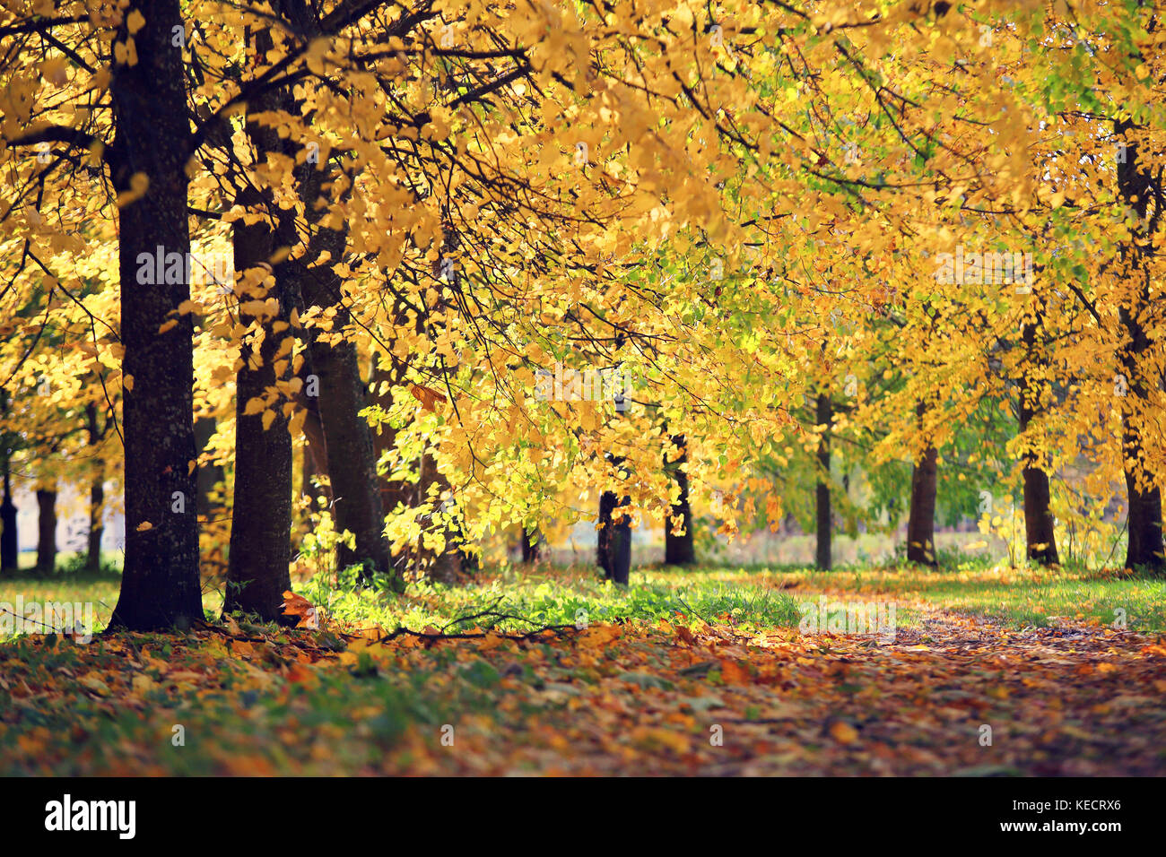 Autumn day in park. Sun shines through yellow leaves on trees . Fall ...