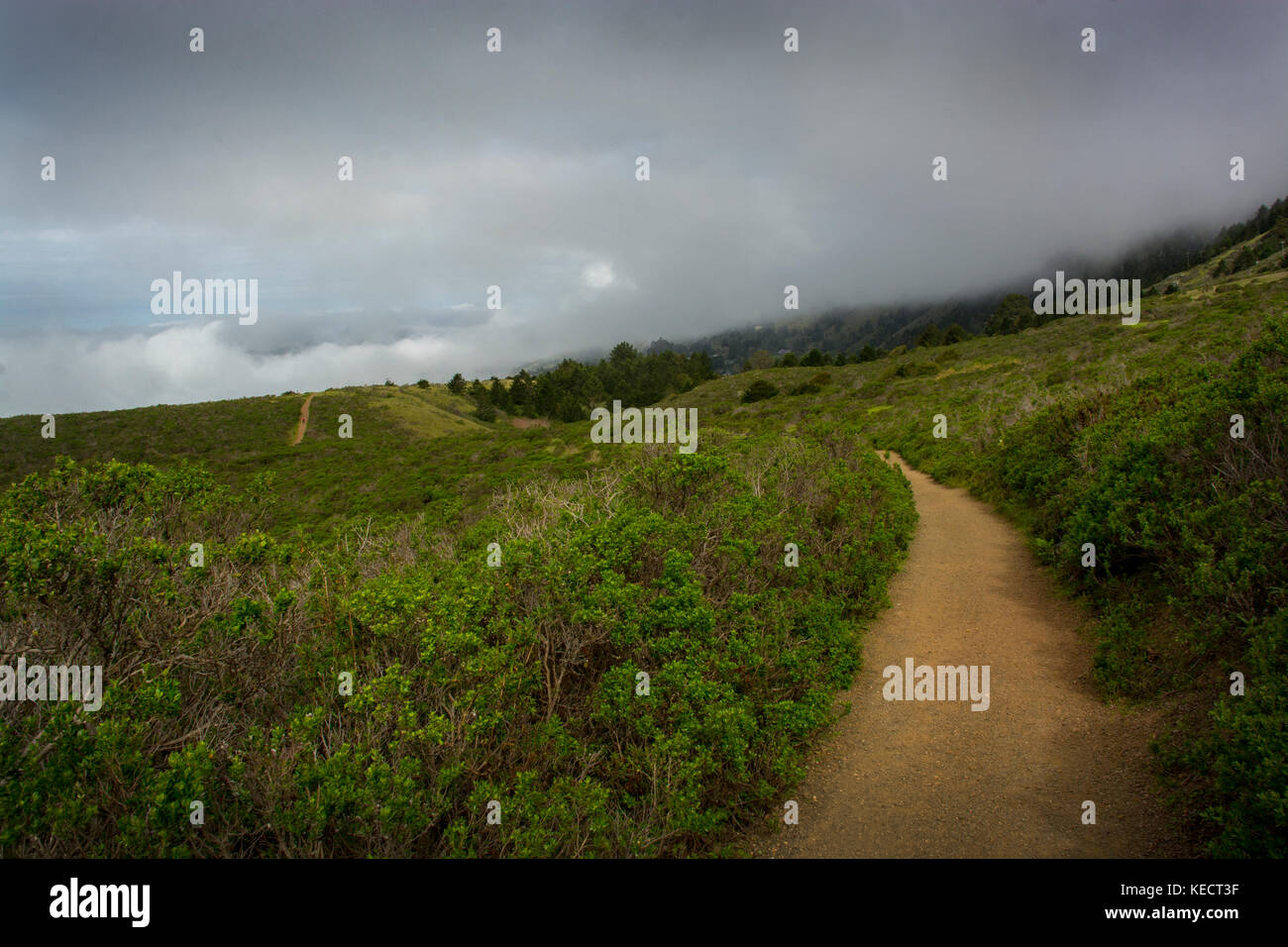 Dipsea Trail near Stinson Beach, Mount Tamalpais State Park, California