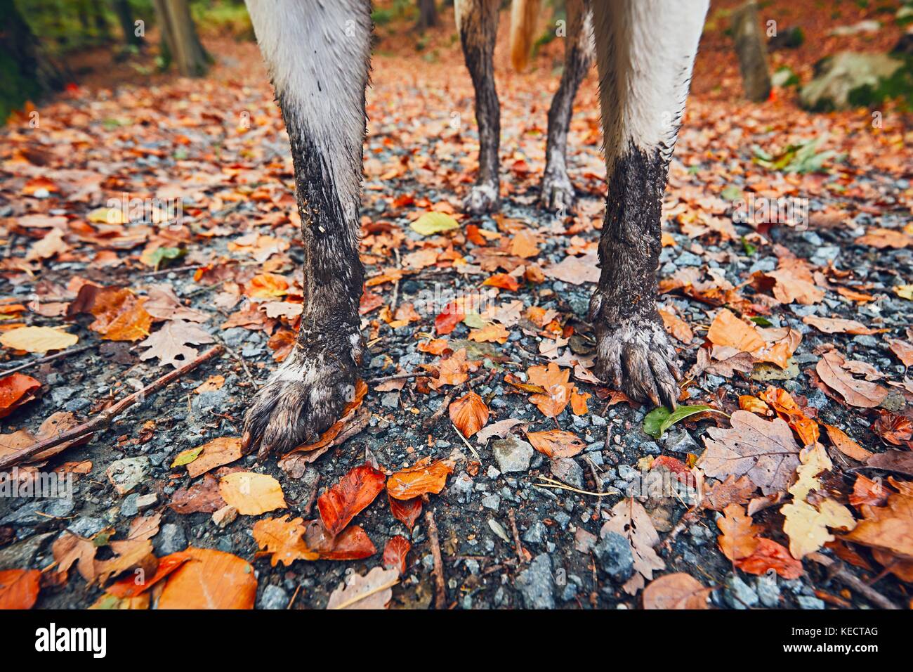 Muddy dog paw hi-res stock photography and images - Alamy