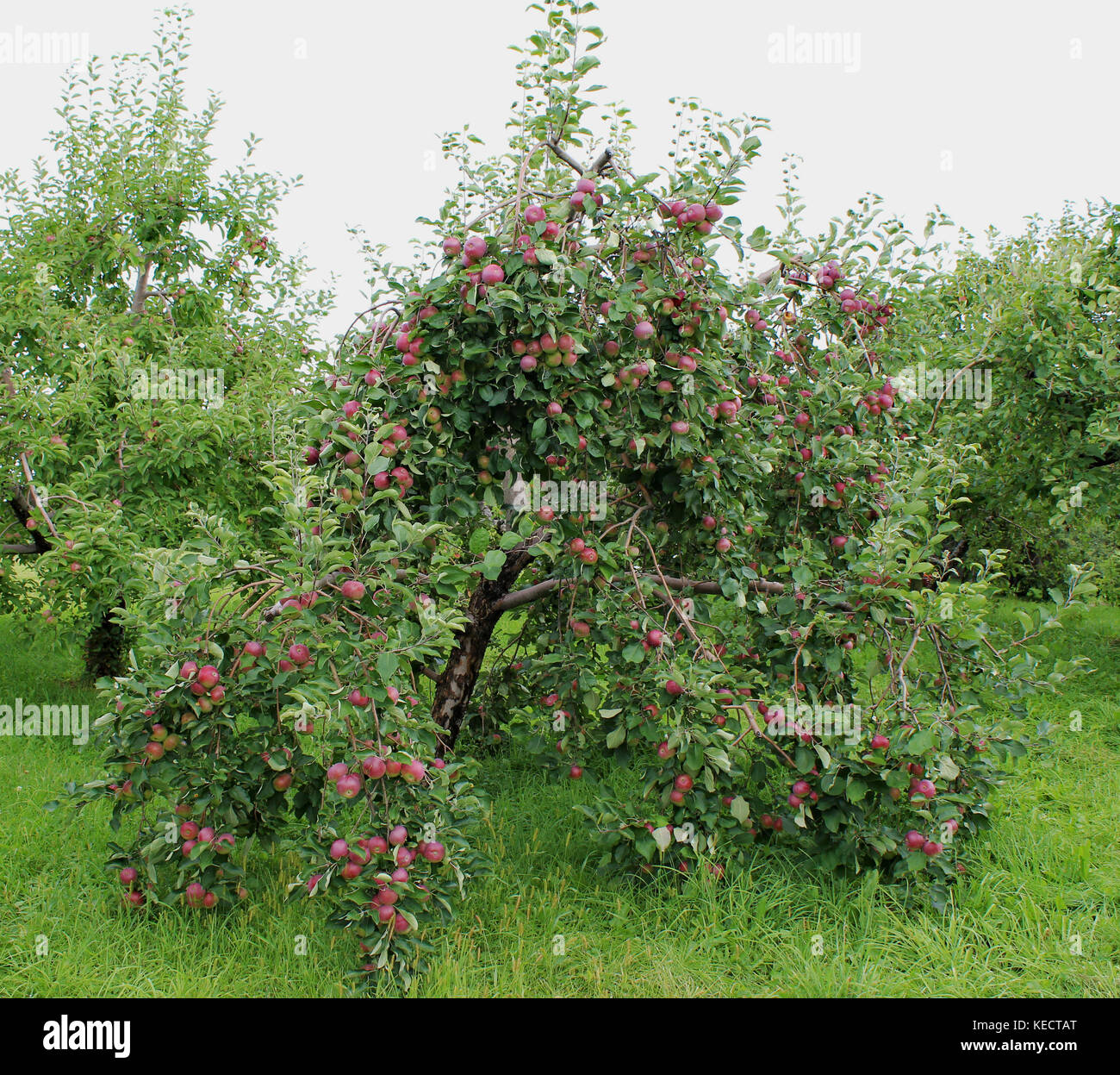 Apple trees Stock Photo
