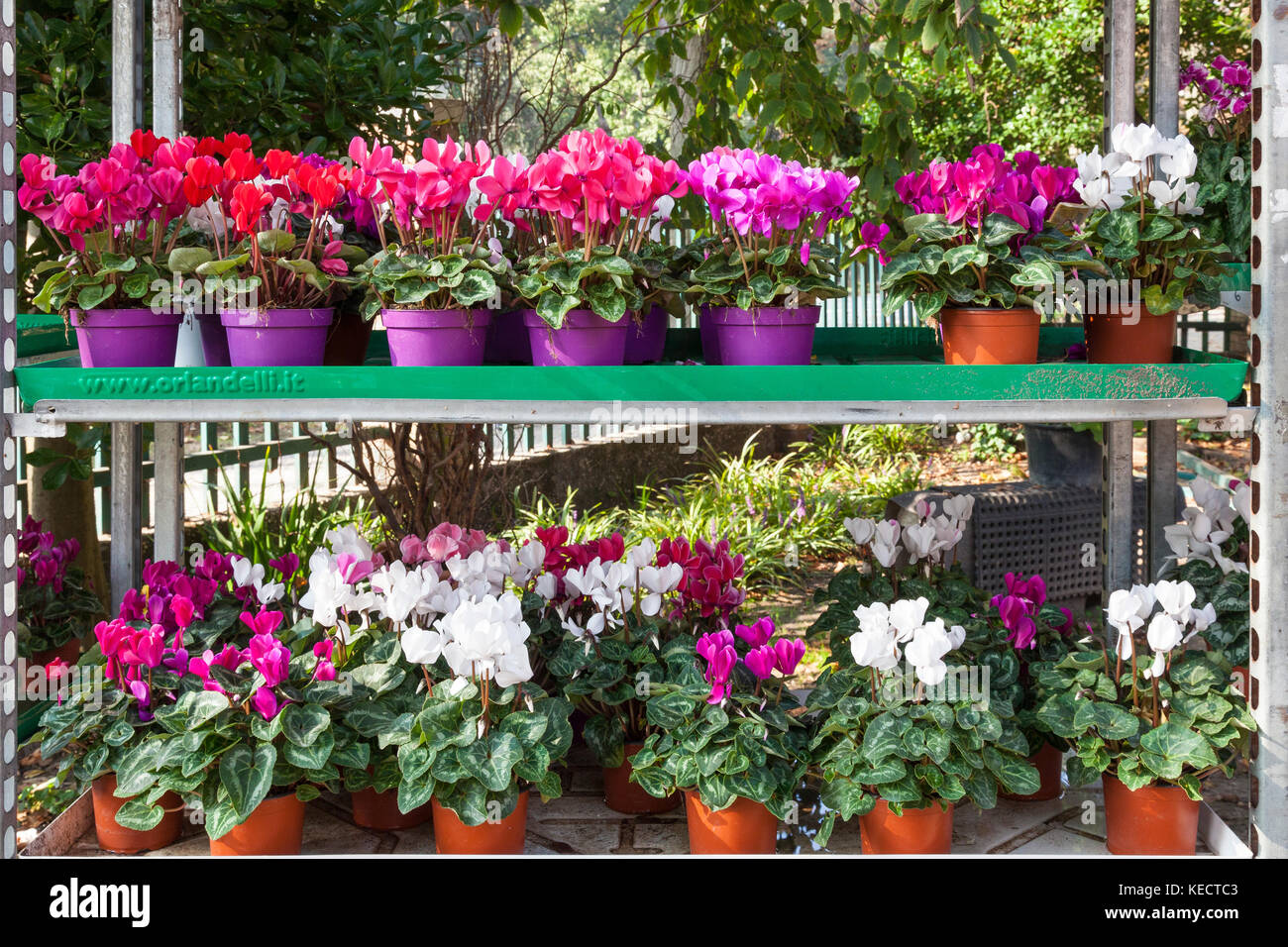 Potted cyclamen, Primulaceae,  in assorted bright colors on outdoor shelves at a nursery in early autumn or fall in a close up view Stock Photo