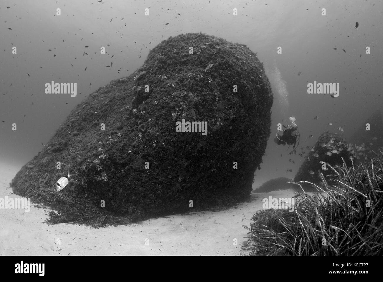 Female scuba underwater Black and White Stock Photos & Images - Alamy