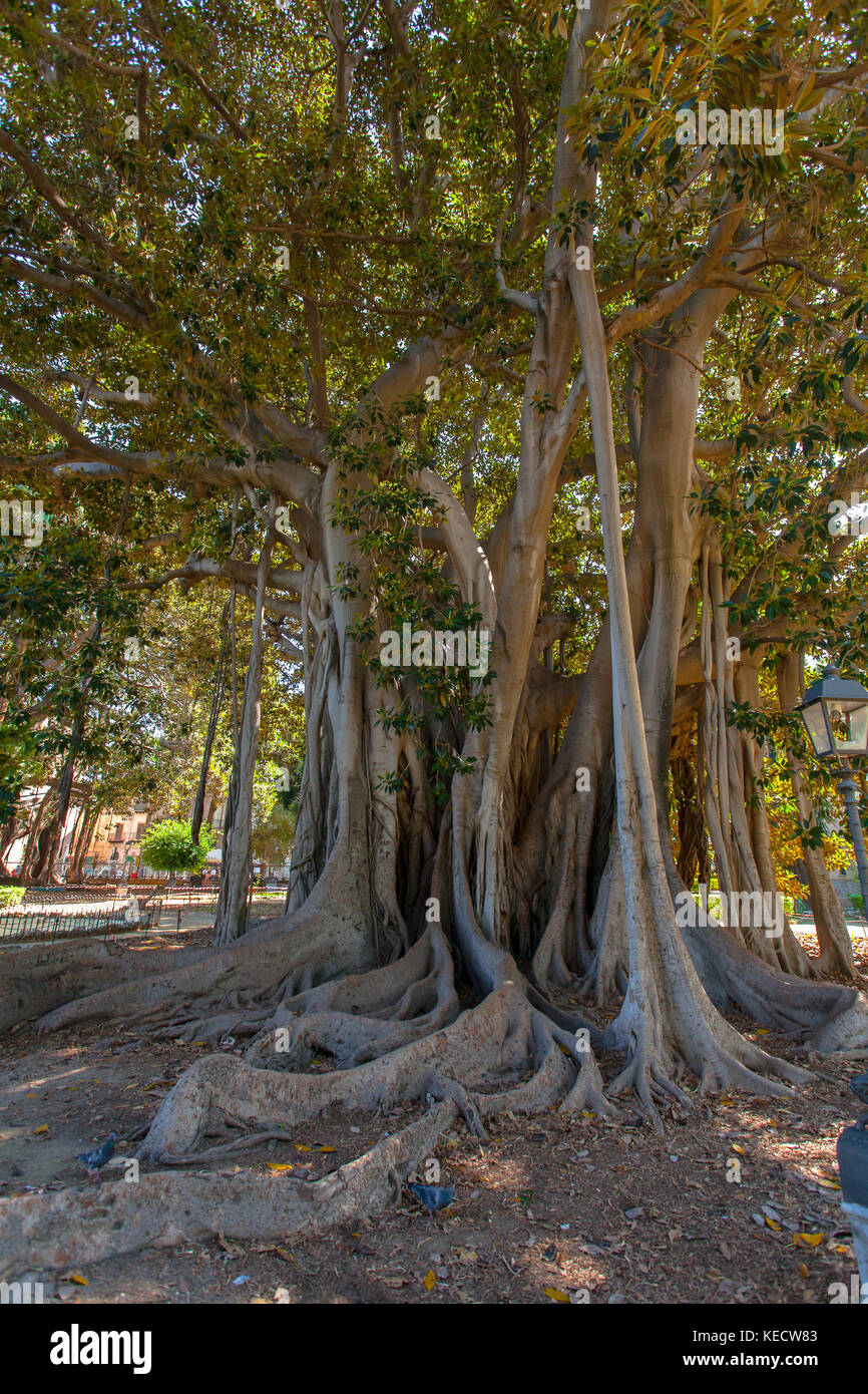 The Ficus macrophylla subsp. columnaris in Palermo is the biggest