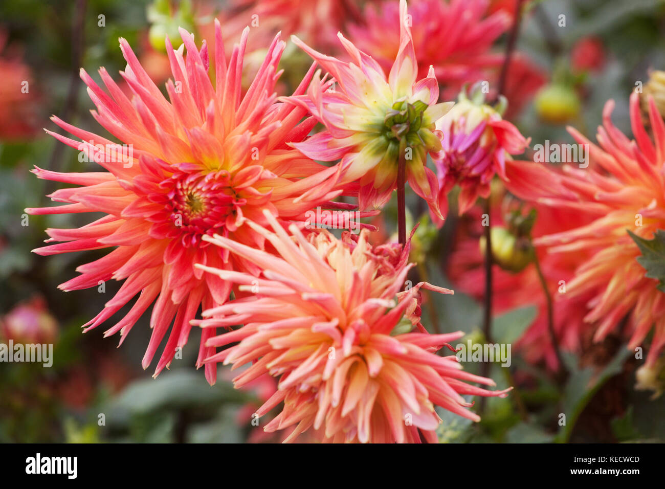 Orange dahlia ' Gizela' dahlias flowers in bloom, dahlia border autumn garden bed Stock Photo