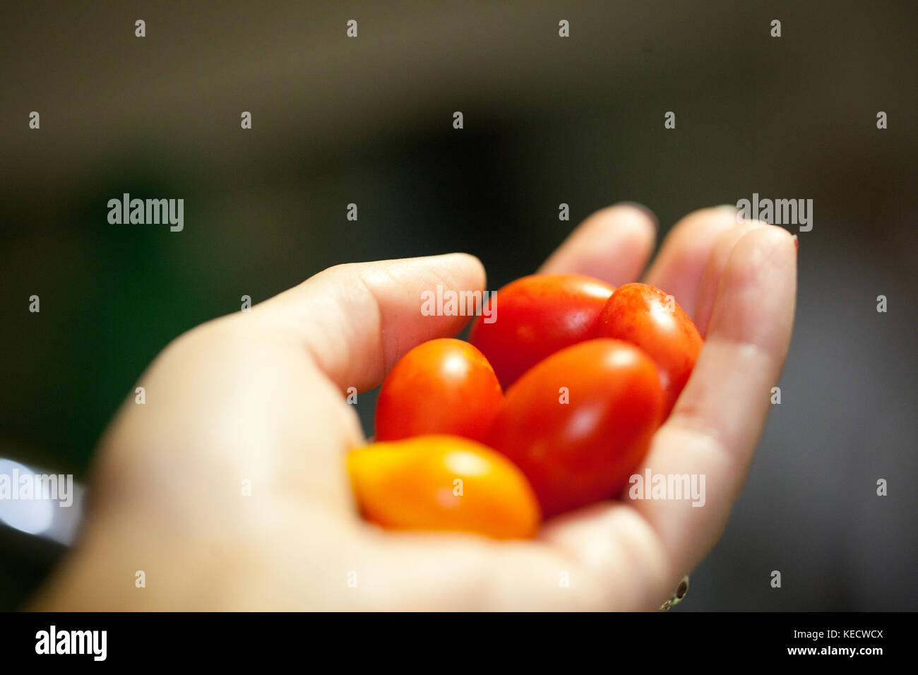 woman hand holding cherry tomatoes Stock Photo - Alamy